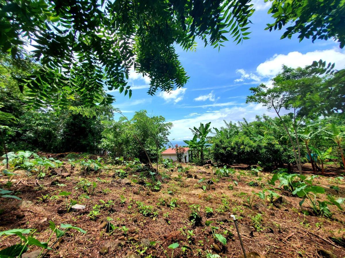The Jungle Villa Mérida Dış mekan fotoğraf